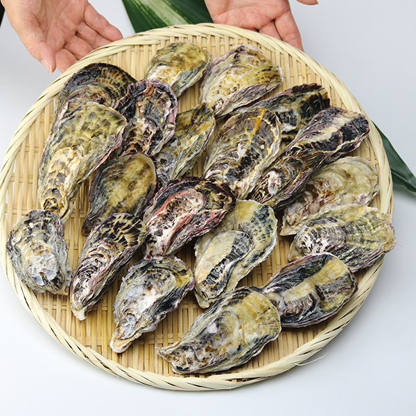 送料無料】牡蠣のカンカン焼き 殻付きマガキたっぷり1.5kg！《※冷凍便》BBQ/バーベキュー 牡蠣 食の達人森源商店